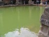 Green and Tranquil