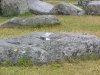 Slaughter Stone
