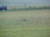 Henge Rabbits
