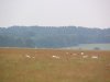 English Sheep