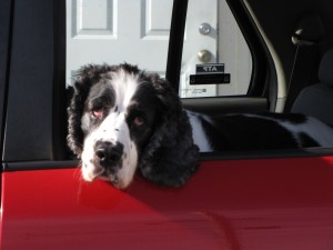 Bertie-Where's-My-Treat Kelli's Dog Bertie (a Springer Spaniel)