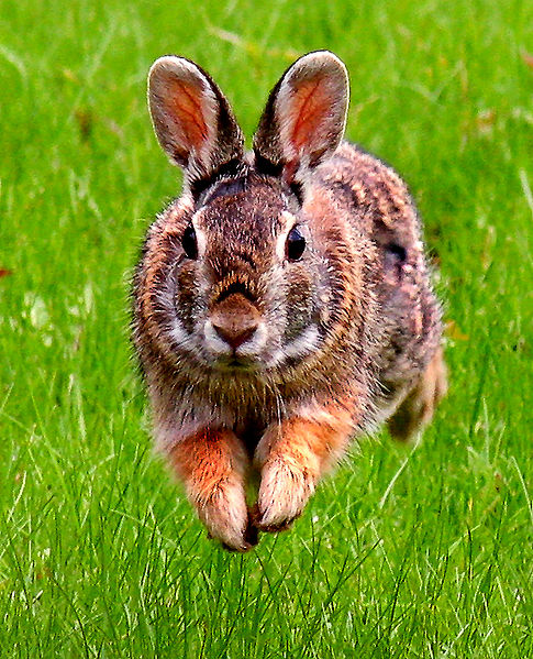 Year of the Rabbit