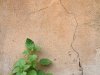 Roman Wall with Plant